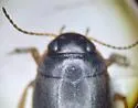 Hydroporus subpubescens - photo 5
