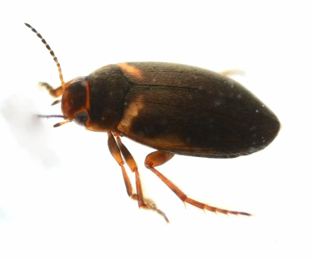 Hydroporus tademus - photo 2