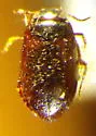 Hydroporus tartaricus