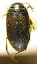 Hydroporus tenebrosus