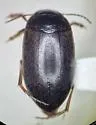 Hydroporus tenebrosus - photo 2