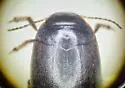 Hydroporus tenebrosus - photo 3