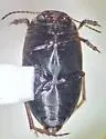 Hydroporus tenebrosus - photo 4