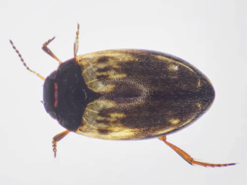 Hydroporus tessellatus - Hydroporus tessellatus