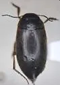 Hydroporus transpunctatus - Hydroporus transpunctatus