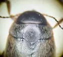 Hydroporus transpunctatus - photo 2