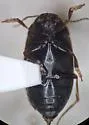 Hydroporus transpunctatus - photo 3