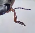 Hydroporus transpunctatus - photo 4