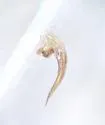 Hydroporus transpunctatus - photo 5