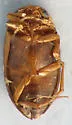 Hydroporus tristis - Hydroporus tristis