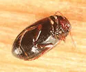 Hydroporus tristis - photo 2