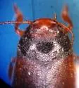 Hydroporus tristis - photo 3