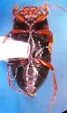 Hydroporus tristis - photo 4