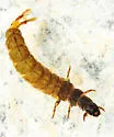 Hydropsyche alhedra