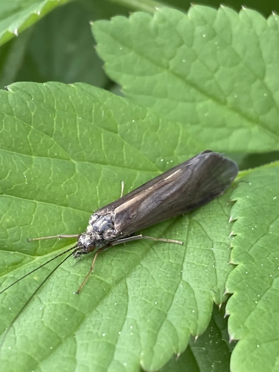 Hydropsyche angustipennis - photo 3