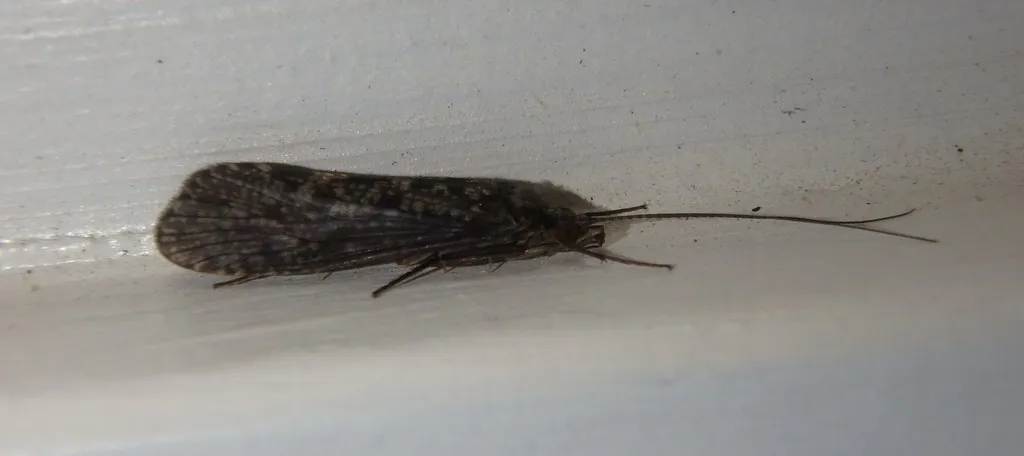 Hydropsyche betteni - photo 2