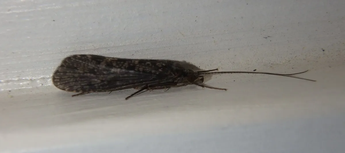 Hydropsyche betteni - photo 3