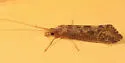 Hydropsyche bronta