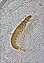 Hydropsyche bronta - photo 2