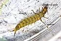 Hydropsyche bronta - photo 3