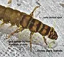 Hydropsyche bronta - photo 4