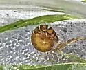 Hydropsyche bronta - photo 5
