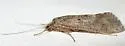 Hydropsyche californica - photo 2