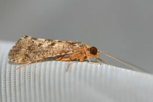 Hydropsyche exocellata