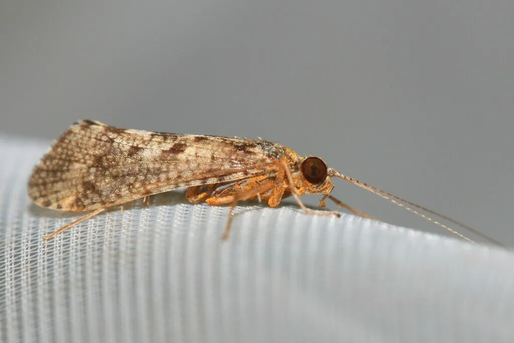 Hydropsyche exocellata - photo 2