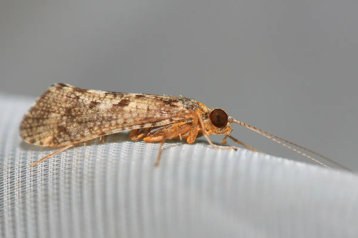 Hydropsyche exocellata - photo 3
