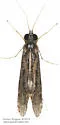 Hydropsyche hageni