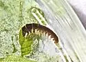 Hydropsyche morosa - photo 2
