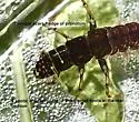 Hydropsyche morosa - photo 3