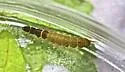 Hydropsyche morosa - photo 4
