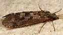 Hydropsyche occidentalis