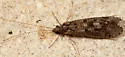 Hydropsyche occidentalis - photo 2