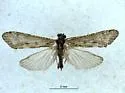 Hydropsyche oslari
