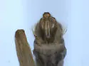 Hydropsyche oslari - photo 4