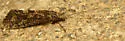 Hydropsyche oslari - photo 5