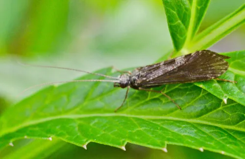 Hydropsyche pellucidula
