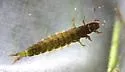 Hydropsyche rossi - photo 3