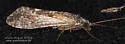 Hydropsyche scalaris