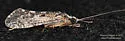 Hydropsyche scalaris - photo 3