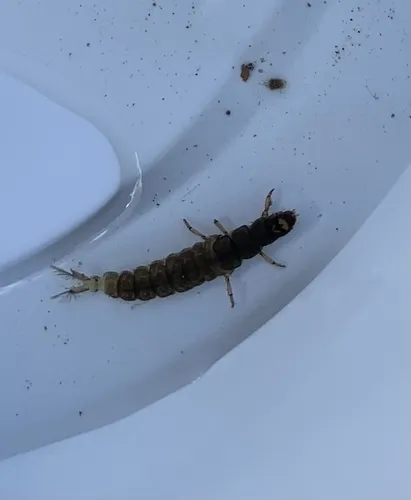 Hydropsyche siltalai