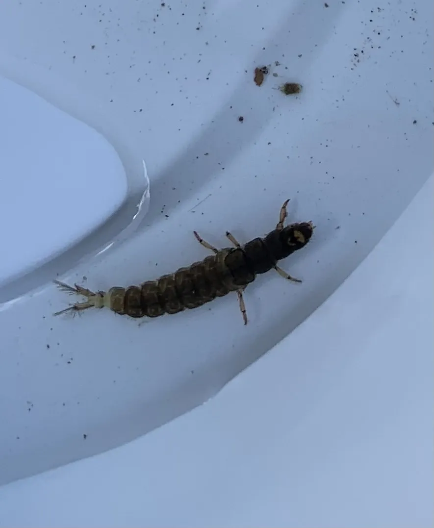 Hydropsyche siltalai - photo 2