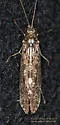 Hydropsyche simulans - photo 2