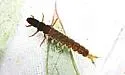Hydropsyche slossonae - photo 2