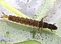 Hydropsyche slossonae - photo 3
