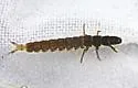 Hydropsyche slossonae - photo 4