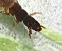 Hydropsyche slossonae - photo 5